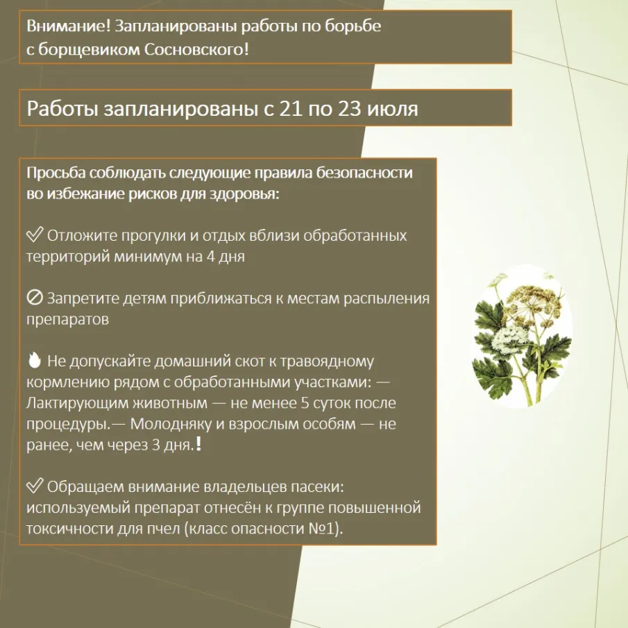 Внимание! Запланированы работы по борьбе с борщевиком Сосновского!